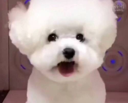 강아지의 털빨 자신감 상승 과정.jpg