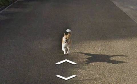 구글 지도 따라오는 강아지.jpg