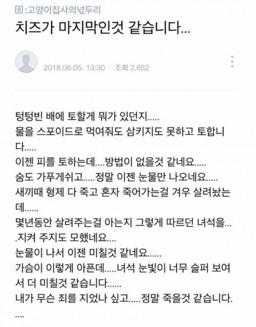 [스압] 화가나는 고양이 출산 조리원 사연