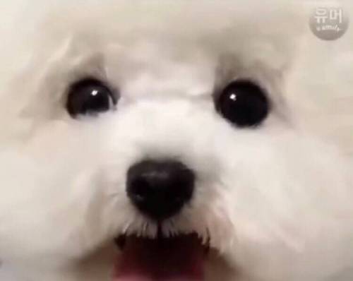 강아지의 털빨 자신감 상승 과정.jpg