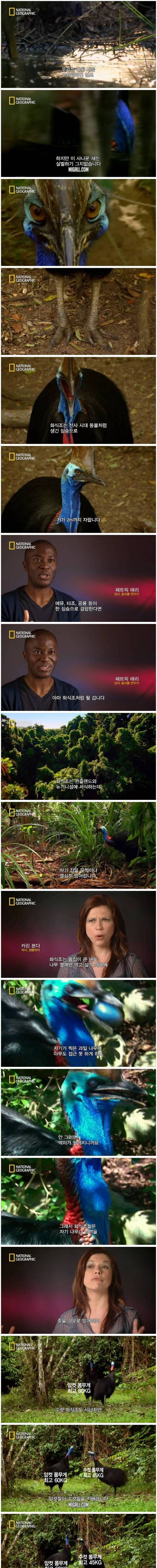 [스압] 화식조의 치명적인 하이킥.jpg