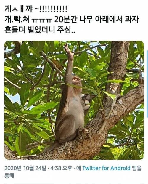 원숭이가 갤럭시 버즈 훔침.jpg