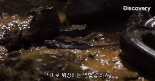 [스압] 아나콘다한테 먹혀보기.jpg