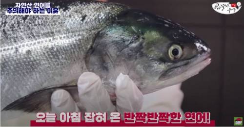 [스압&약혐] 자연산 연어를 주의해야 하는 이유