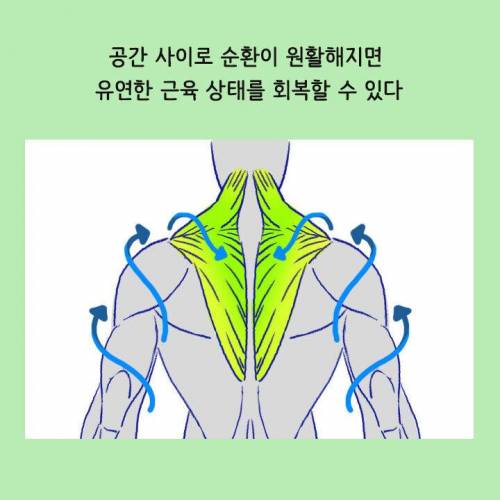 [스압] 목이나 어깨 아플 때 절대 주무르면 안 되는 부위