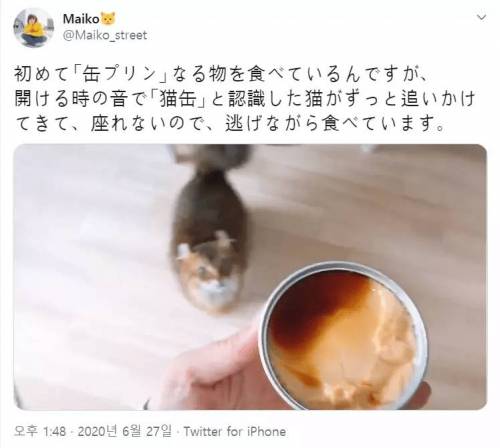 캔푸딩 시식기.jpg