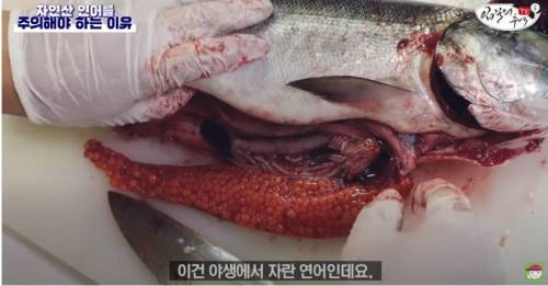 [스압&약혐] 자연산 연어를 주의해야 하는 이유
