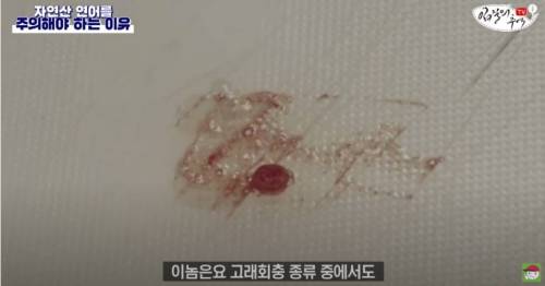 [스압&약혐] 자연산 연어를 주의해야 하는 이유