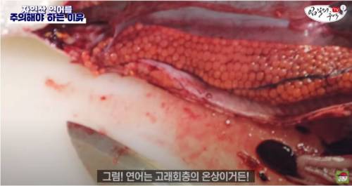 [스압&약혐] 자연산 연어를 주의해야 하는 이유