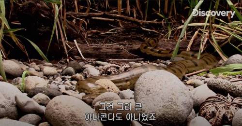 [스압] 아나콘다한테 먹혀보기.jpg