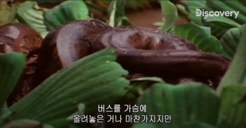 [스압] 아나콘다한테 먹혀보기.jpg