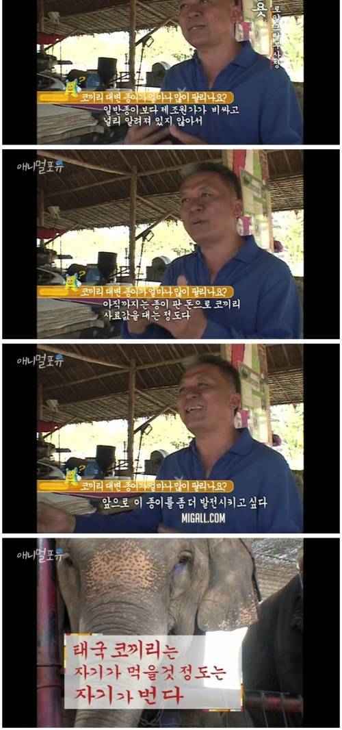 [스압] 태국에는 코끼리 대변으로 만든 종이가 있다