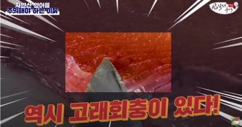 [스압&약혐] 자연산 연어를 주의해야 하는 이유