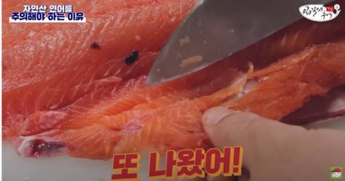 [스압&약혐] 자연산 연어를 주의해야 하는 이유