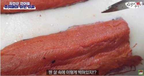 [스압&약혐] 자연산 연어를 주의해야 하는 이유