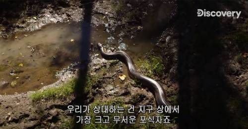 [스압] 아나콘다한테 먹혀보기.jpg