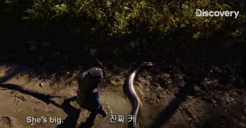 [스압] 아나콘다한테 먹혀보기.jpg