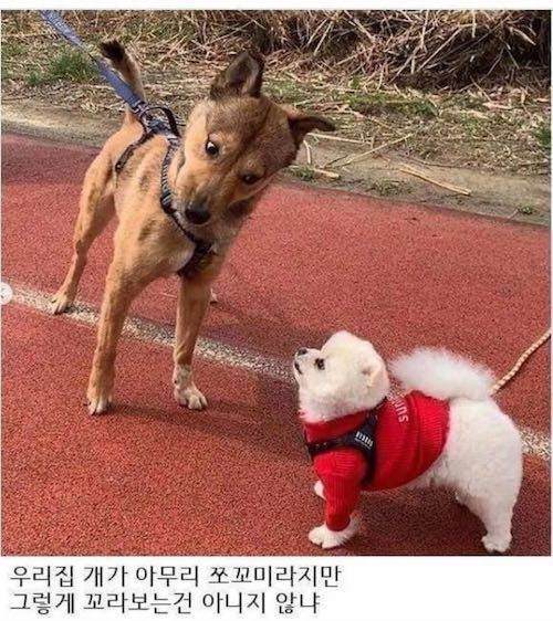 댕댕이들 길에서 만났을 때.jpg