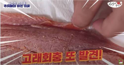 [스압&약혐] 자연산 연어를 주의해야 하는 이유
