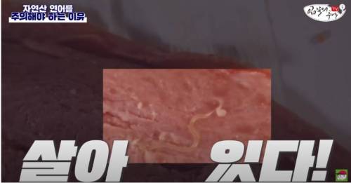 [스압&약혐] 자연산 연어를 주의해야 하는 이유