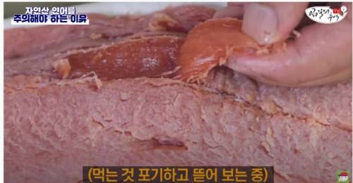[스압&약혐] 자연산 연어를 주의해야 하는 이유