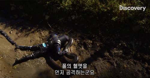 [스압] 아나콘다한테 먹혀보기.jpg