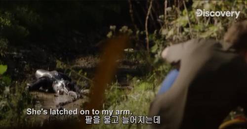 [스압] 아나콘다한테 먹혀보기.jpg