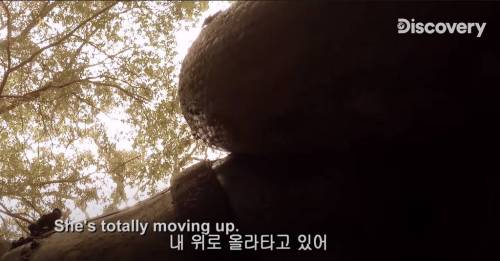 [스압] 아나콘다한테 먹혀보기.jpg