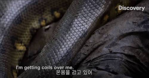 [스압] 아나콘다한테 먹혀보기.jpg