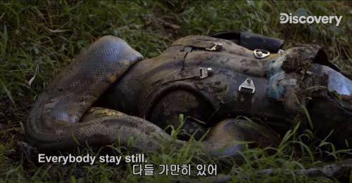 [스압] 아나콘다한테 먹혀보기.jpg