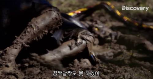 [스압] 아나콘다한테 먹혀보기.jpg