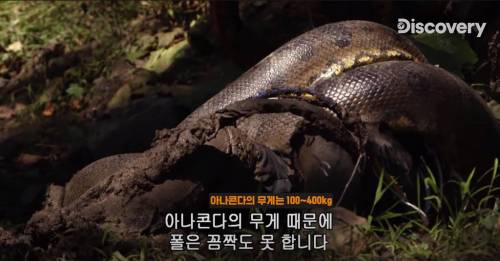 [스압] 아나콘다한테 먹혀보기.jpg