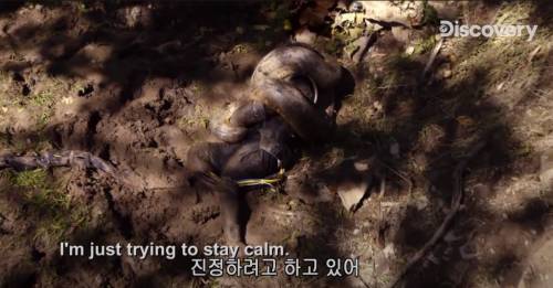 [스압] 아나콘다한테 먹혀보기.jpg