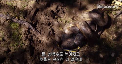 [스압] 아나콘다한테 먹혀보기.jpg
