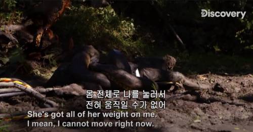 [스압] 아나콘다한테 먹혀보기.jpg