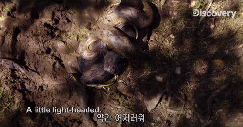 [스압] 아나콘다한테 먹혀보기.jpg