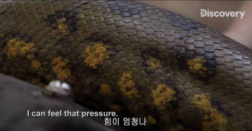 [스압] 아나콘다한테 먹혀보기.jpg