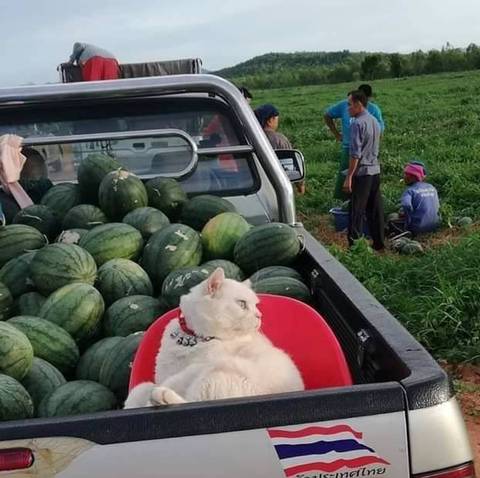 수박파는가게에서 키우는 냥냥이.jpg