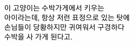 수박파는가게에서 키우는 냥냥이.jpg