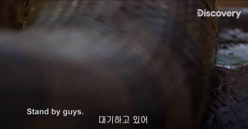 [스압] 아나콘다한테 먹혀보기.jpg