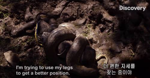 [스압] 아나콘다한테 먹혀보기.jpg
