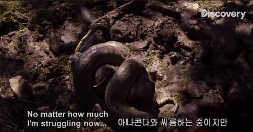 [스압] 아나콘다한테 먹혀보기.jpg