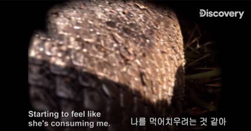[스압] 아나콘다한테 먹혀보기.jpg