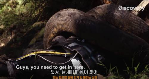 [스압] 아나콘다한테 먹혀보기.jpg