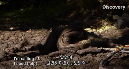[스압] 아나콘다한테 먹혀보기.jpg