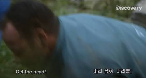[스압] 아나콘다한테 먹혀보기.jpg