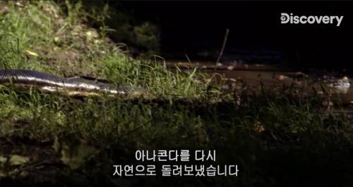 [스압] 아나콘다한테 먹혀보기.jpg