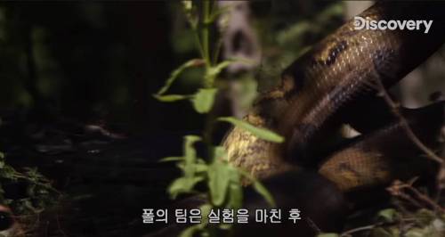 [스압] 아나콘다한테 먹혀보기.jpg