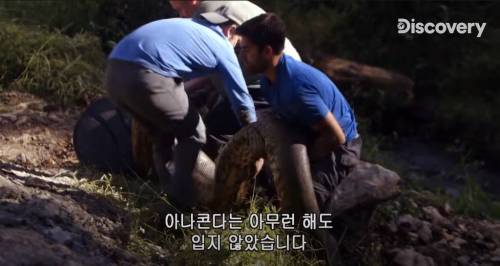 [스압] 아나콘다한테 먹혀보기.jpg