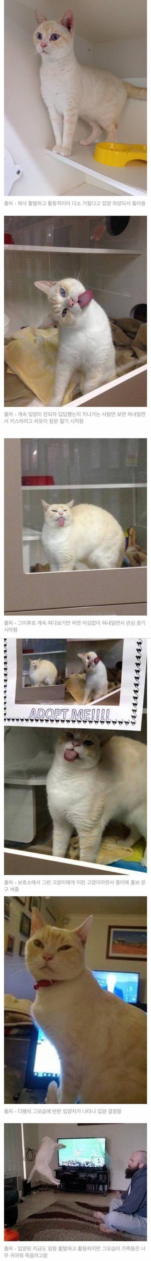 너무 활발해서 파양된 고양이.jpg